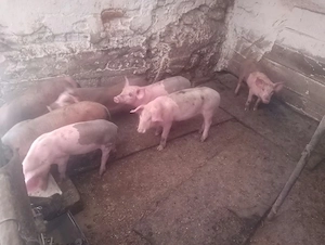 purcei 10 săptămâni 