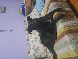 Caine in adoptie(femela) - imagine 3