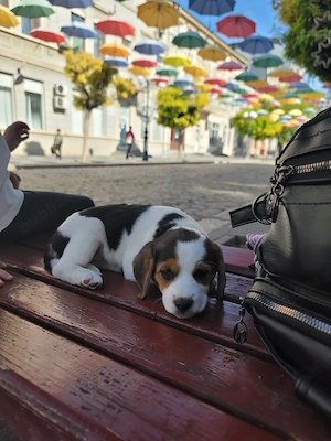 Vand Beagle 