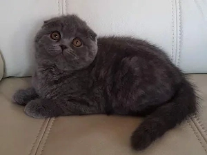 pui pisica scottish fold,asigur transport!