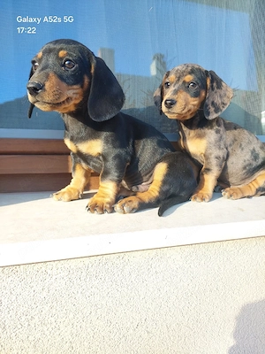 catei teckel