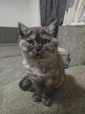 British tabby fetita 3 luni  - imagine 5
