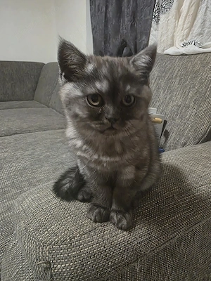 British tabby fetita 3 luni 