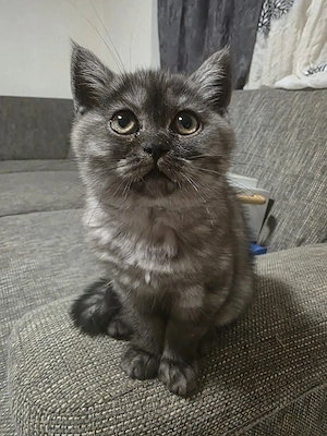 British tabby fetita 3 luni  - imagine 2