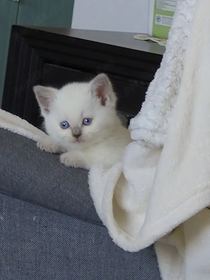 Vand pisică british shorthair