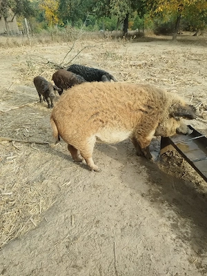 Vând  porci  mangalita pentru sacrificat  - imagine 5