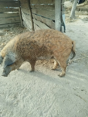 Vând  porci  mangalita pentru sacrificat  - imagine 2