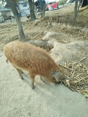 Vând  porci  mangalita pentru sacrificat  - imagine 3