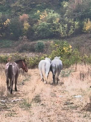 Vând 2 iepe una sura una alba detalii la telefon  