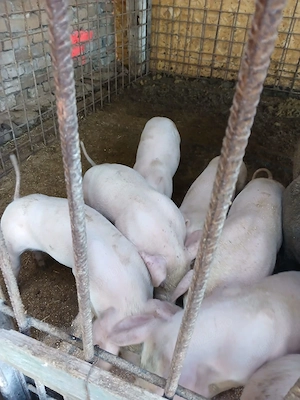 Vând purcei ,8 săptămâni și 4 luni 