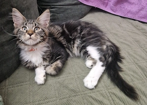 pui Maine Coon - imagine 2