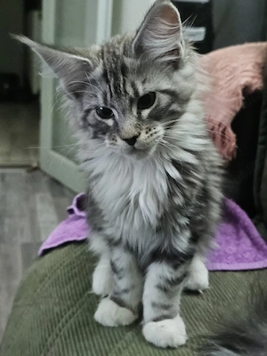 fetita Maine Coon