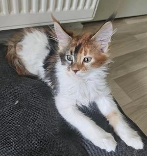 fetita Maine Coon - imagine 2