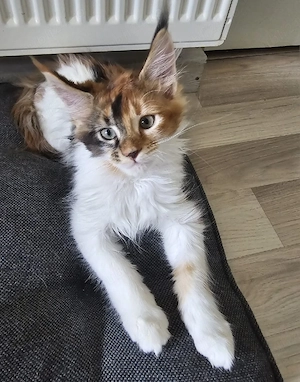 fetita Maine Coon - imagine 5