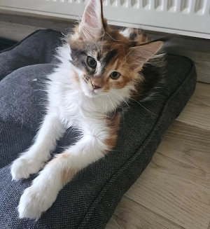 fetita Maine Coon - imagine 4