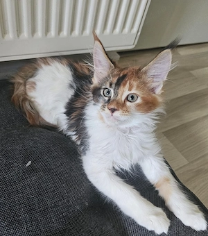 fetita Maine Coon - imagine 3