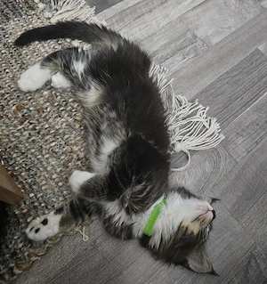 fetita Maine Coon - imagine 3