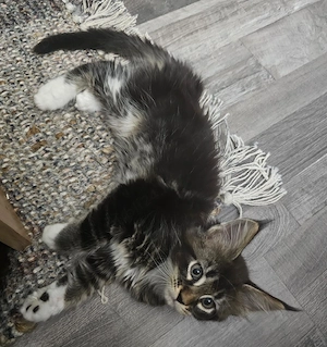 fetita Maine Coon