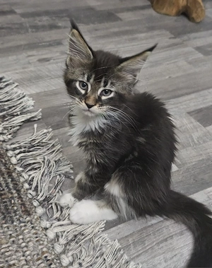 fetita Maine Coon - imagine 4