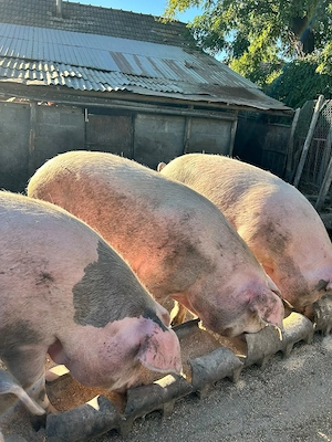 Porci de vanzare din rasa Landras - imagine 3