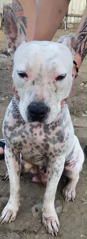 Vand catea American bully  - imagine 3