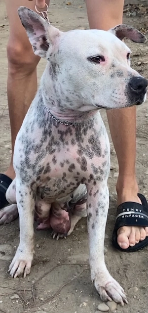 Vand catea American bully 