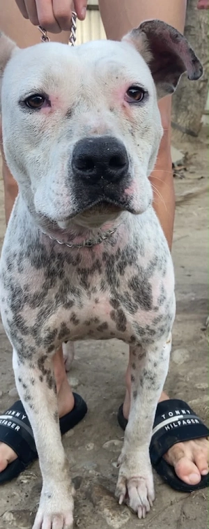 Vand catea American bully  - imagine 2