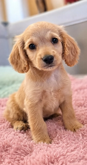 Cocker Spaniel Englez Auriu Pui Adorabil