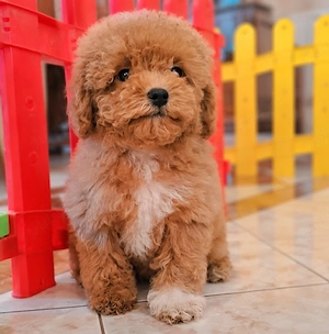 Maltipoo Toy Pufos Fermecător Irezistibil - imagine 2