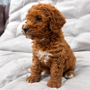Goldendoodle Adorabil și Jucăuș - imagine 2