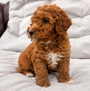 Goldendoodle Adorabil și Jucăuș - imagine 3