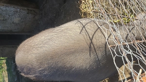 Porc de vinzare  crescut la curte 