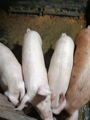 Porci de vânzare pentru Crăciun 