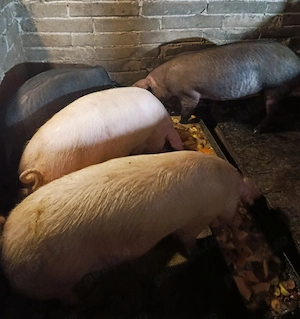 Porci pentru Crăciun 