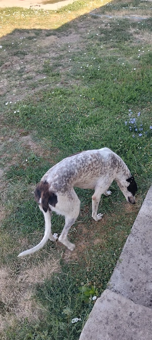 câine ogar mascul 