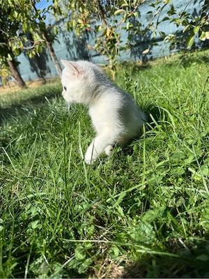 British Shorthair Silver Chinchilla - imagine 2