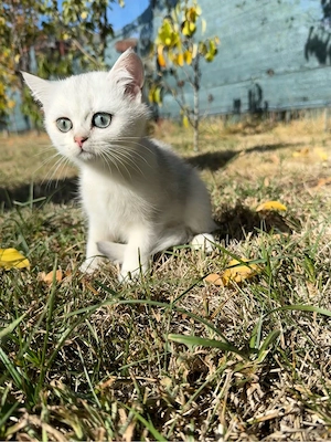 British Shorthair Silver Chinchilla