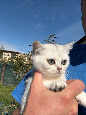 British Shorthair Silver Chinchilla - imagine 3