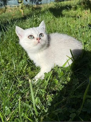 British Shorthair Silver Chinchilla - imagine 5