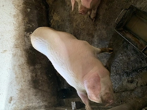 Vând porci pentru taiat