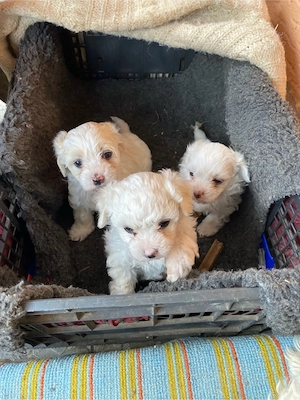 Bichon Matez - imagine 4