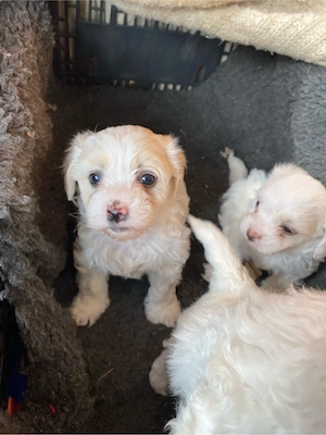 Bichon Matez