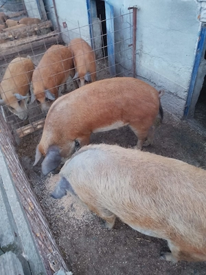 Scroafe mangalita de vânzare 
