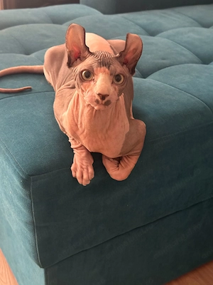 Motan Sphinx,un an jumătate își caută iubită pe termen lung în București 