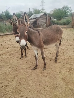 vând măgăriță 