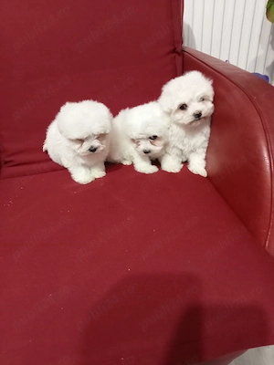 Cățeluși Bichon Maltez