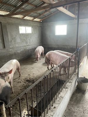 Porci de vanzare  - imagine 4