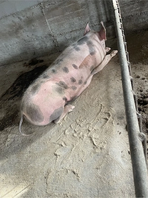 Porci de vanzare  - imagine 5
