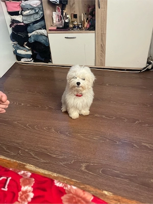 vand catea bichon 