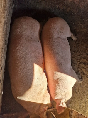 SUNT CRESCATOR NU SAMSAR!!! se pot rezerva pt craciun. porci de carne 180-230 kg - imagine 2